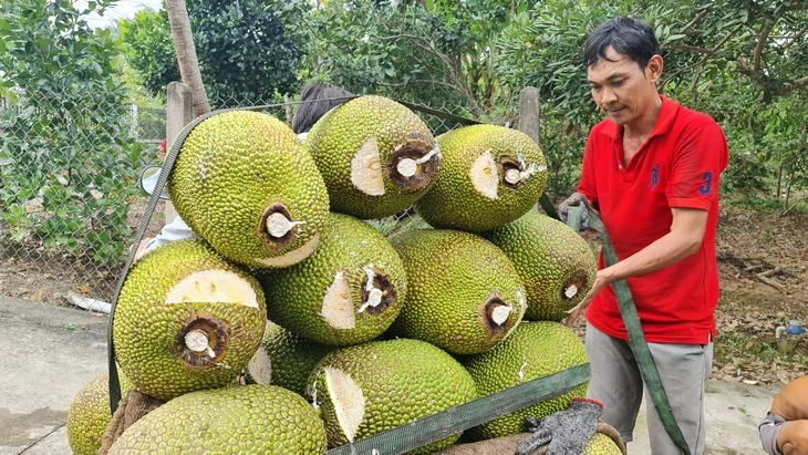 Mít rớt giá kéo dài, nhà vườn miền Tây trắng tay Mít rớt giá kéo dài, nhà vườn miền Tây trắng tay