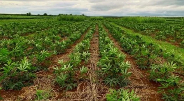 Mỏ 'vàng trắng dưới lòng đất' của Việt Nam vừa đón tin cực vui từ Hàn Quốc Mỏ 'vàng trắng dưới lòng đất' của Việt Nam vừa đón tin cực vui từ Hàn Quốc
