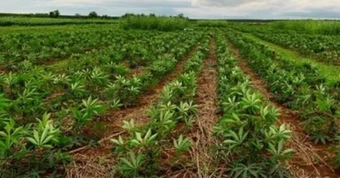 Mỏ 'vàng trắng dưới lòng đất' của Việt Nam vừa đón tin cực vui từ Hàn Quốc