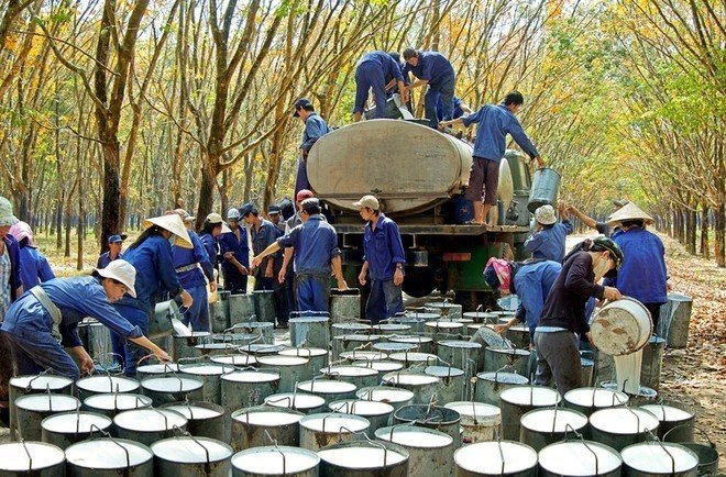 Một đại gia kinh doanh 'vàng trắng' sở hữu 15.600 ha đất tính chuyển sang trồng chuối vì lợi nhuận cao gấp 6–8 lần Một đại gia kinh doanh 'vàng trắng' sở hữu 15.600 ha đất tính chuyển sang trồng chuối vì lợi nhuận cao gấp 6–8 lần