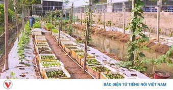 Một lão nông U70 tạo ra giá trị lớn từ mô hình nông nghiệp hữu cơ