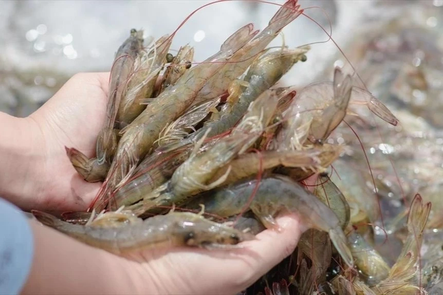 Một quốc gia châu Âu đang tìm cơ hội mua tôm, hồ tiêu từ Việt Nam Một quốc gia châu Âu đang tìm cơ hội mua tôm, hồ tiêu từ Việt Nam