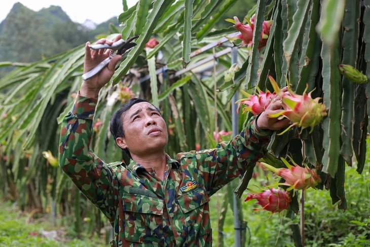 Nếu thanh long, chanh leo tiếp tục vi phạm, nguy cơ bị EU tăng kiểm soát, thậm chí từ chối nhập khẩu Nếu thanh long, chanh leo tiếp tục vi phạm, nguy cơ bị EU tăng kiểm soát, thậm chí từ chối nhập khẩu