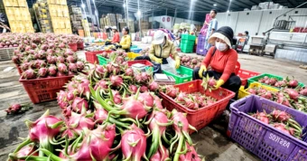 Nếu thanh long, chanh leo tiếp tục vi phạm, nguy cơ bị EU tăng kiểm soát, thậm chí từ chối nhập khẩu