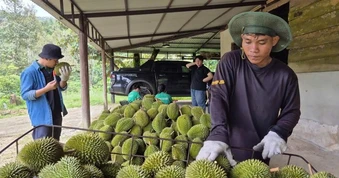 Ngành sầu riêng cần chuyên nghiệp hơn