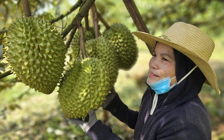 Nghịch lý sầu riêng miền Tây: Vùng nguyên liệu tỉ đô thiếu phòng kiểm nghiệm Nghịch lý sầu riêng miền Tây: Vùng nguyên liệu tỉ đô thiếu phòng kiểm nghiệm