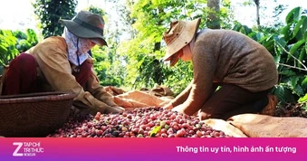 Nghịch lý xuất khẩu cà phê Việt Nam