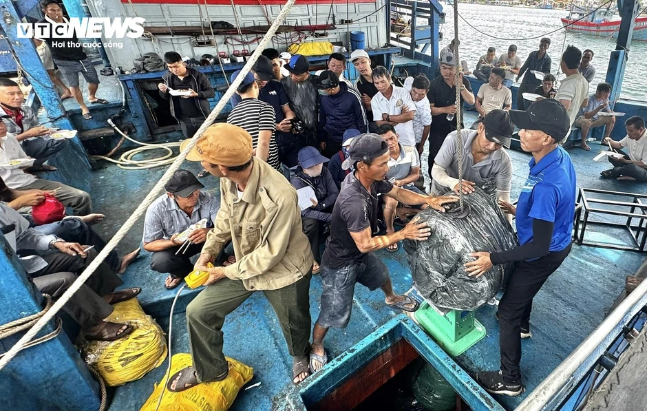 Ngư dân Quảng Ngãi 'thắng lớn' nhờ giá mực xà cao kỷ lục Ngư dân Quảng Ngãi 'thắng lớn' nhờ giá mực xà cao kỷ lục