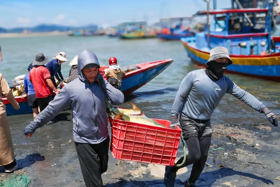 Ngư dân trúng đậm luồng cá vàng dâng 'hiếm khi xuất hiện' Ngư dân trúng đậm luồng cá vàng dâng 'hiếm khi xuất hiện'