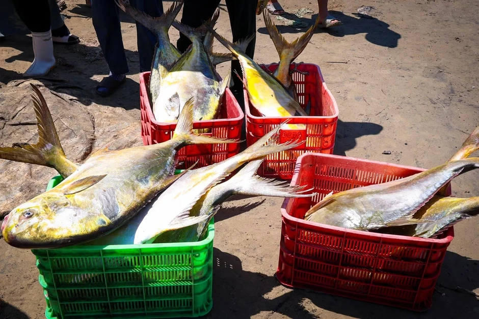 Ngư dân trúng đậm luồng cá vàng dâng 'hiếm khi xuất hiện' Ngư dân trúng đậm luồng cá vàng dâng 'hiếm khi xuất hiện'