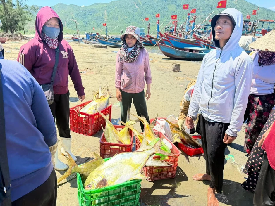 Ngư dân trúng đậm luồng cá vàng dâng 'hiếm khi xuất hiện' Ngư dân trúng đậm luồng cá vàng dâng 'hiếm khi xuất hiện'