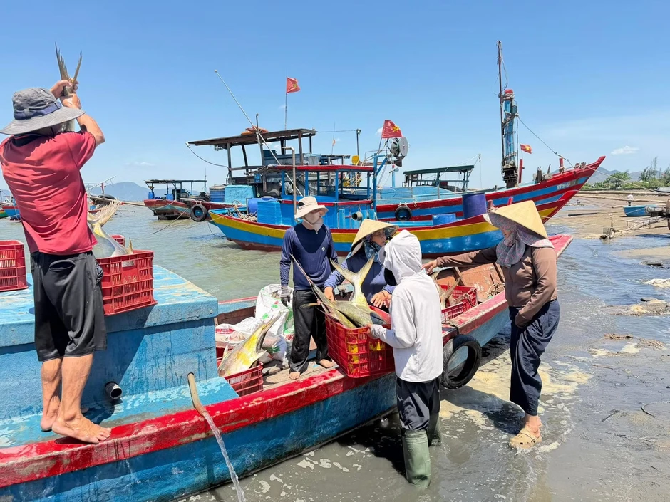 Ngư dân trúng đậm luồng cá vàng dâng 'hiếm khi xuất hiện' Ngư dân trúng đậm luồng cá vàng dâng 'hiếm khi xuất hiện'