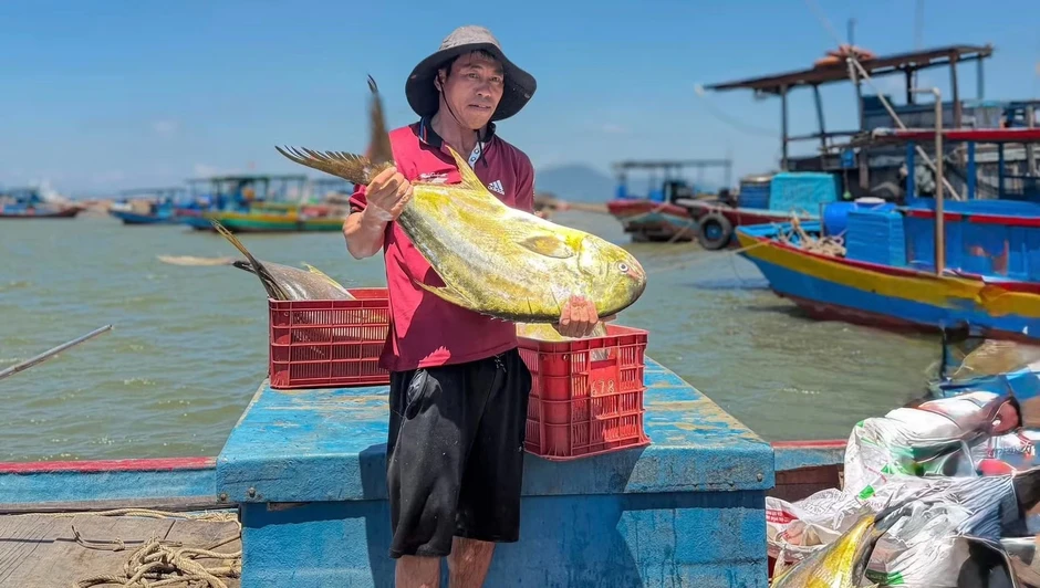 Ngư dân trúng đậm luồng cá vàng dâng 'hiếm khi xuất hiện' Ngư dân trúng đậm luồng cá vàng dâng 'hiếm khi xuất hiện'