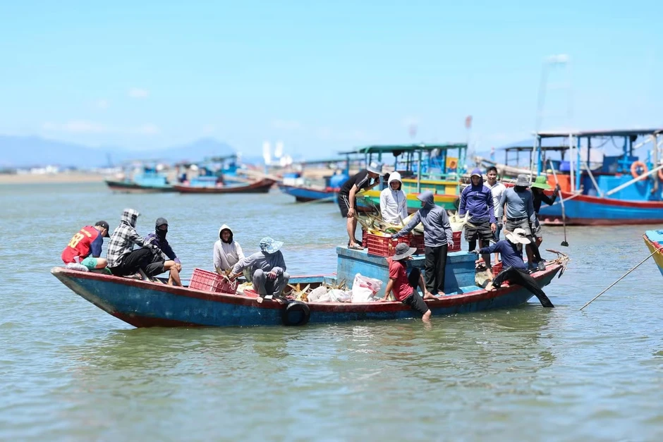 Ngư dân trúng đậm luồng cá vàng dâng 'hiếm khi xuất hiện' Ngư dân trúng đậm luồng cá vàng dâng 'hiếm khi xuất hiện'