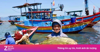 Ngư dân trúng đậm luồng cá vàng dâng 'hiếm khi xuất hiện'