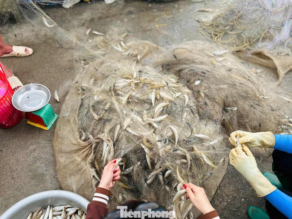 Ngư dân trúng 'lộc biển' đầu năm, thu tiền triệu mỗi ngày Ngư dân trúng 'lộc biển' đầu năm, thu tiền triệu mỗi ngày