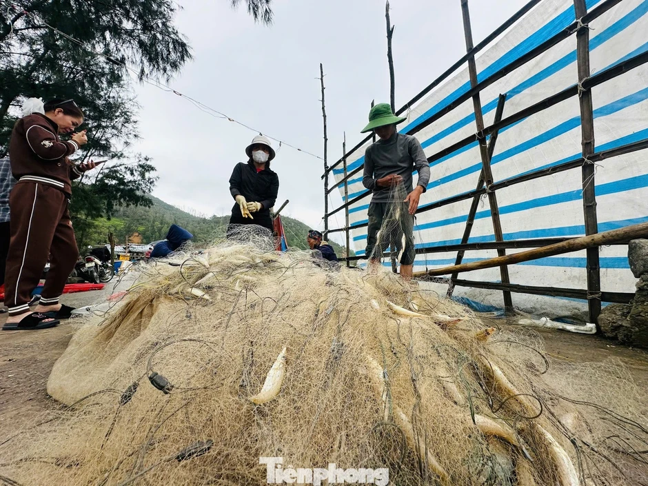Ngư dân trúng 'lộc biển' đầu năm, thu tiền triệu mỗi ngày Ngư dân trúng 'lộc biển' đầu năm, thu tiền triệu mỗi ngày