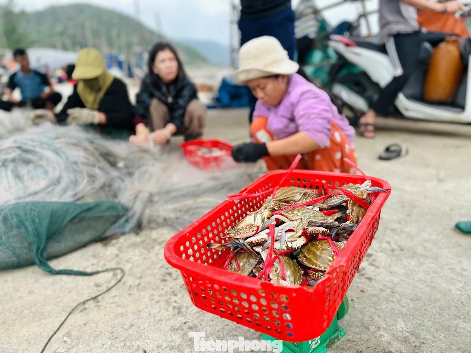 Ngư dân trúng 'lộc biển' đầu năm, thu tiền triệu mỗi ngày Ngư dân trúng 'lộc biển' đầu năm, thu tiền triệu mỗi ngày