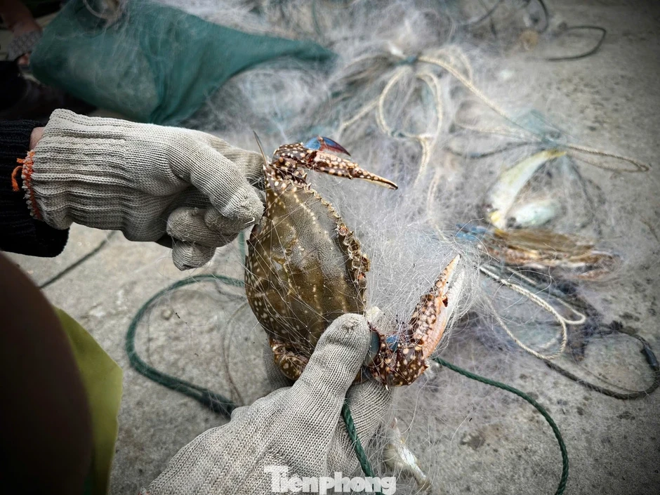 Ngư dân trúng 'lộc biển' đầu năm, thu tiền triệu mỗi ngày Ngư dân trúng 'lộc biển' đầu năm, thu tiền triệu mỗi ngày