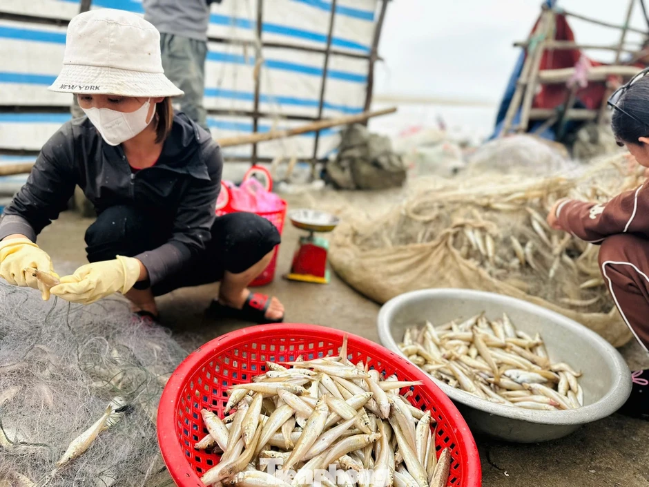 Ngư dân trúng 'lộc biển' đầu năm, thu tiền triệu mỗi ngày Ngư dân trúng 'lộc biển' đầu năm, thu tiền triệu mỗi ngày