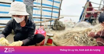 Ngư dân trúng 'lộc biển' đầu năm, thu tiền triệu mỗi ngày