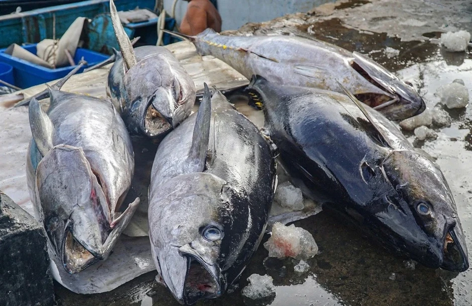 Nhiều cảng cá công lập không thể xin cấp giấy chứng nhận ATTP Nhiều cảng cá công lập không thể xin cấp giấy chứng nhận ATTP