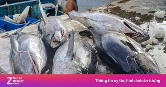 Nhiều cảng cá công lập không thể xin cấp giấy chứng nhận ATTP