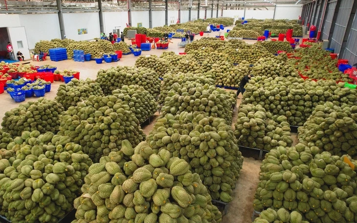 Nhiều loại trái cây 'rẻ như cho', nhà vườn lại 'khóc ròng' Nhiều loại trái cây 'rẻ như cho', nhà vườn lại 'khóc ròng'