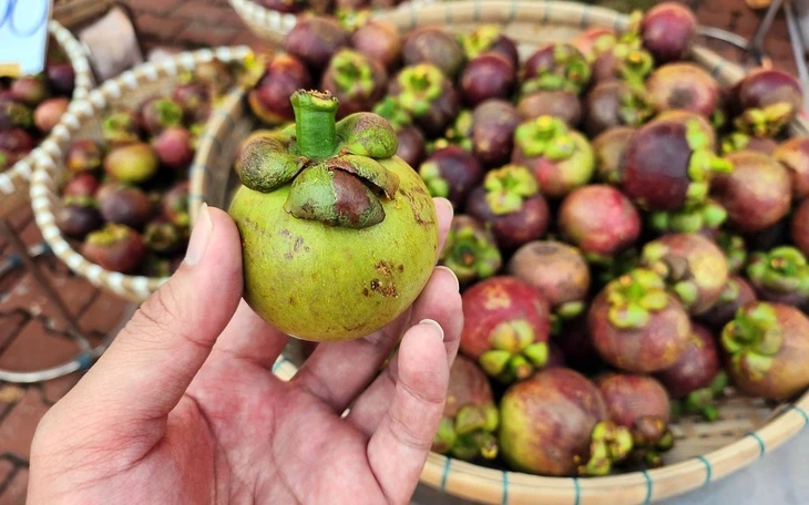 Nhiều loại trái cây 'rẻ như cho', nhà vườn lại 'khóc ròng' Nhiều loại trái cây 'rẻ như cho', nhà vườn lại 'khóc ròng'