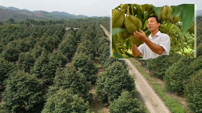 Nỗi sầu dai dẳng của ngành hàng sầu riêng Nỗi sầu dai dẳng của ngành hàng sầu riêng