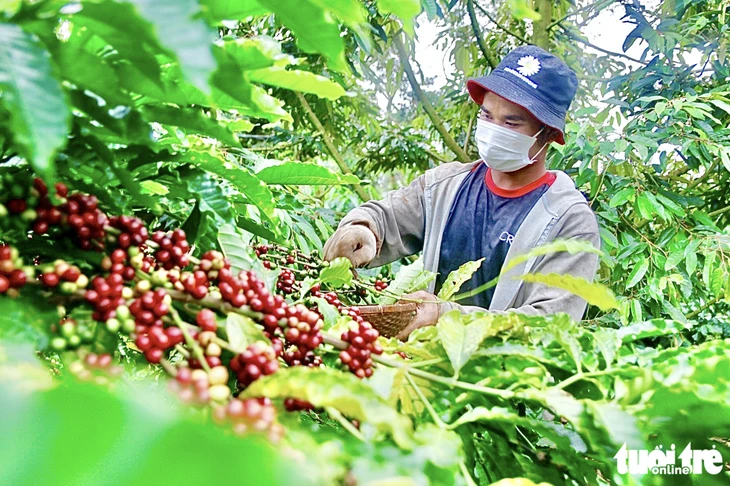 Nông dân trồng cà phê Tây Nguyên được trả bảo hiểm vì mưa lớn Nông dân trồng cà phê Tây Nguyên được trả bảo hiểm vì mưa lớn