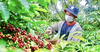 Nông dân trồng cà phê Tây Nguyên được trả bảo hiểm vì mưa lớn