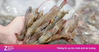 'Ông lớn' ngành tôm Việt Nam lao đao vì thuế chống bán phá giá của Mỹ