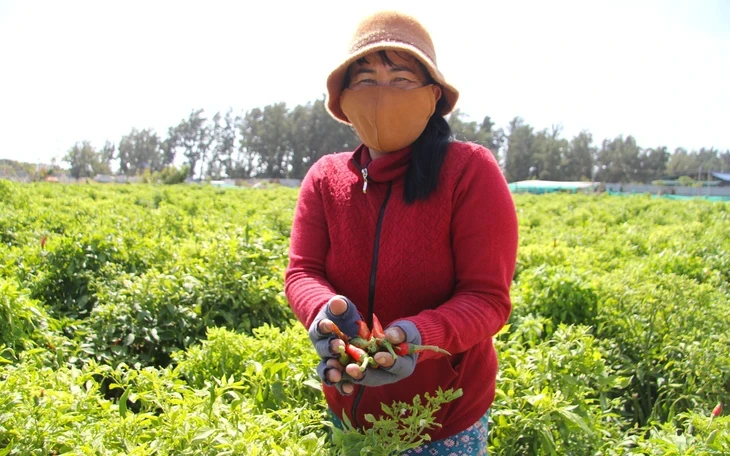 Ớt rớt giá còn 5.000 đồng/kg, nông dân Quảng Ngãi lao đao Ớt rớt giá còn 5.000 đồng/kg, nông dân Quảng Ngãi lao đao