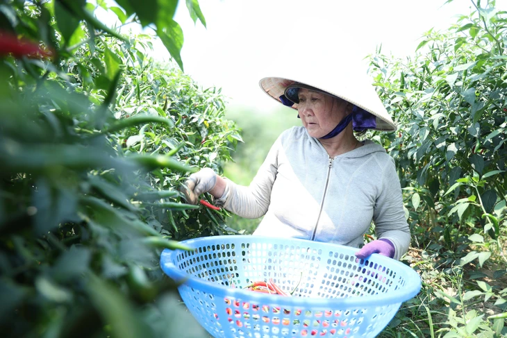Ớt rớt giá còn 5.000 đồng/kg, nông dân Quảng Ngãi lao đao Ớt rớt giá còn 5.000 đồng/kg, nông dân Quảng Ngãi lao đao