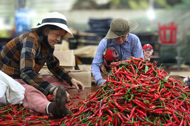 Ớt rớt giá còn 5.000 đồng/kg, nông dân Quảng Ngãi lao đao Ớt rớt giá còn 5.000 đồng/kg, nông dân Quảng Ngãi lao đao