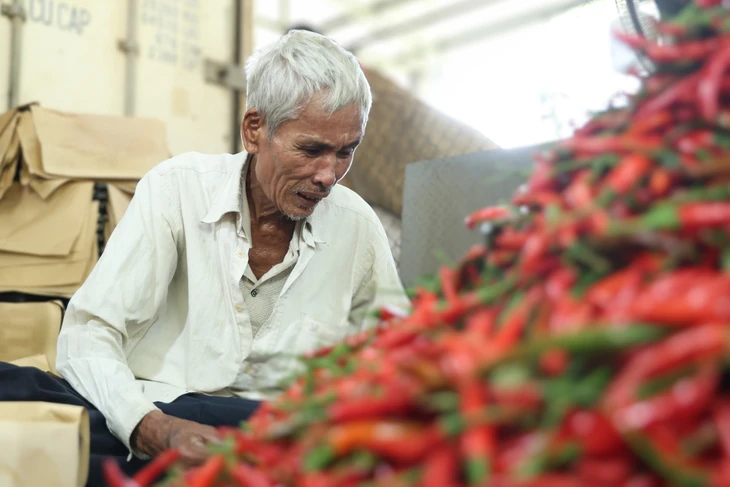 Ớt rớt giá còn 5.000 đồng/kg, nông dân Quảng Ngãi lao đao Ớt rớt giá còn 5.000 đồng/kg, nông dân Quảng Ngãi lao đao