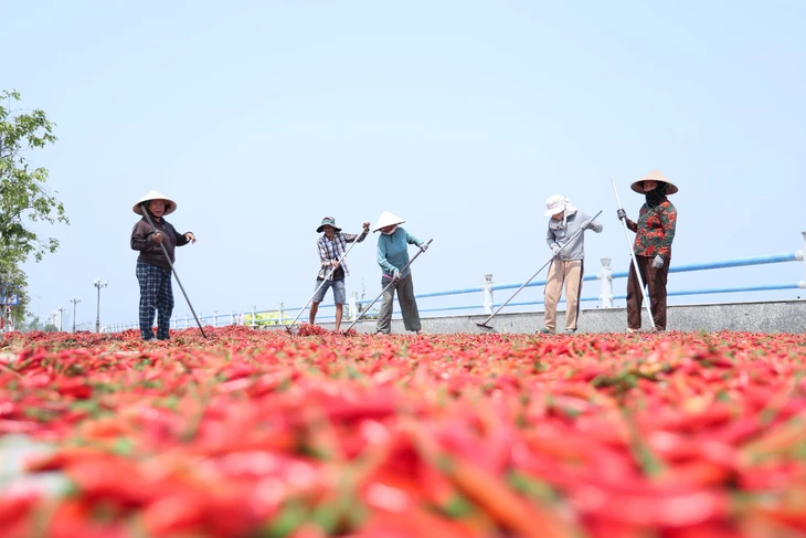 Ớt rớt giá còn 5.000 đồng/kg, nông dân Quảng Ngãi lao đao Ớt rớt giá còn 5.000 đồng/kg, nông dân Quảng Ngãi lao đao