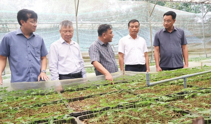 Sắp có đề án lớn về trồng sâm Ngọc Linh, nhà máy chế biến sản phẩm từ sâm Sắp có đề án lớn về trồng sâm Ngọc Linh, nhà máy chế biến sản phẩm từ sâm