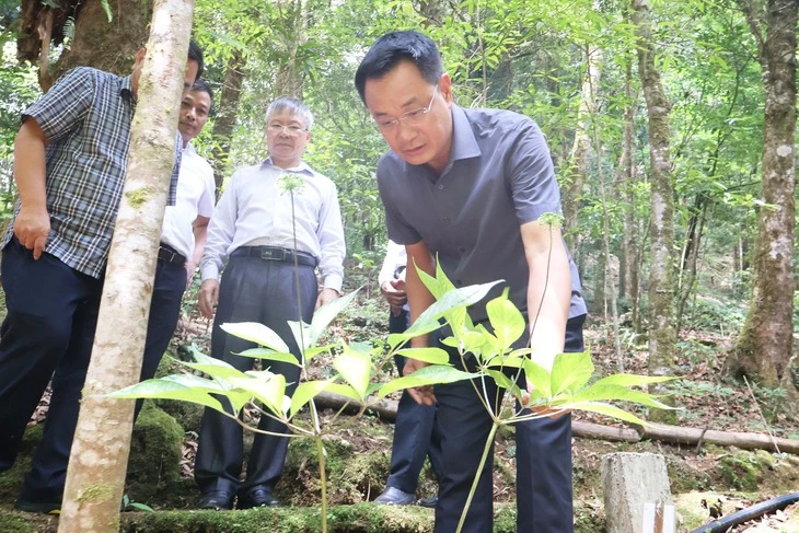 Sắp có đề án lớn về trồng sâm Ngọc Linh, nhà máy chế biến sản phẩm từ sâm Sắp có đề án lớn về trồng sâm Ngọc Linh, nhà máy chế biến sản phẩm từ sâm