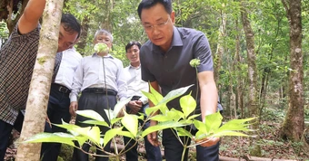 Sắp có đề án lớn về trồng sâm Ngọc Linh, nhà máy chế biến sản phẩm từ sâm