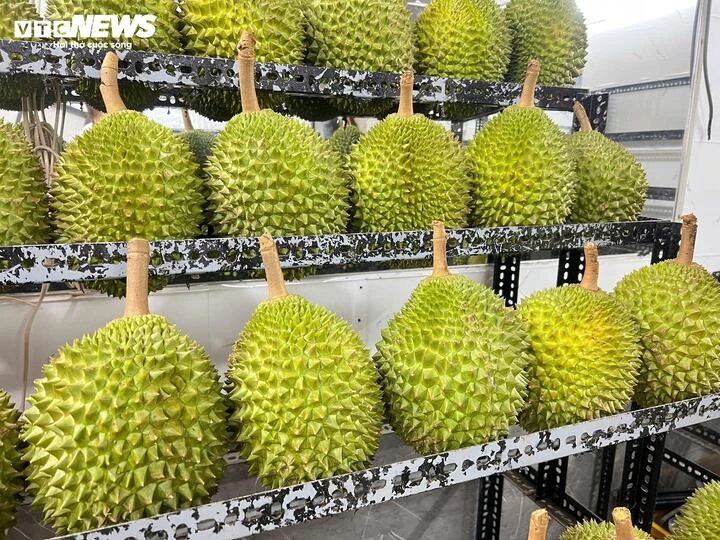 Sầu riêng 50.000 đồng/kg vẫn khó bán, loại nửa triệu đồng/kg lại ‘cháy hàng’ Sầu riêng 50.000 đồng/kg vẫn khó bán, loại nửa triệu đồng/kg lại ‘cháy hàng’
