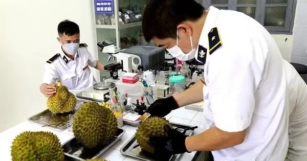 Sầu riêng 'tắc' kiểm nghiệm, rớt giá: Đang làm việc với Trung Quốc Sầu riêng 'tắc' kiểm nghiệm, rớt giá: Đang làm việc với Trung Quốc