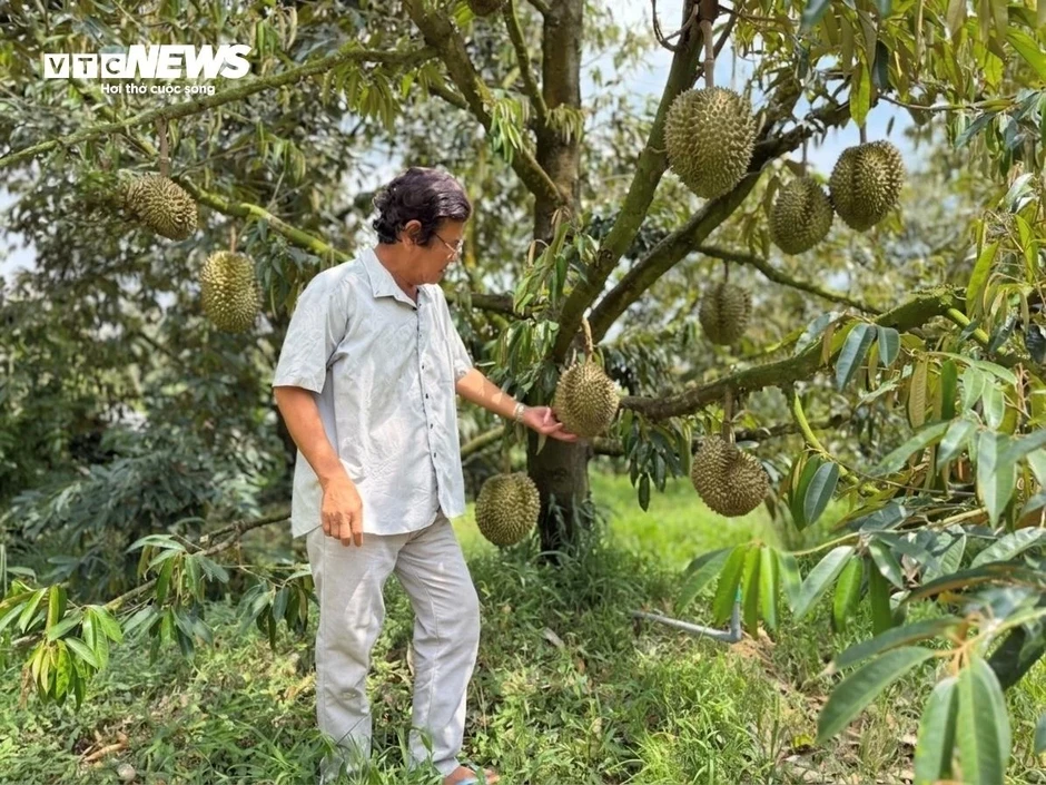 Sầu riêng Thái rớt giá, nhà vườn đứng ngồi không yên Sầu riêng Thái rớt giá, nhà vườn đứng ngồi không yên