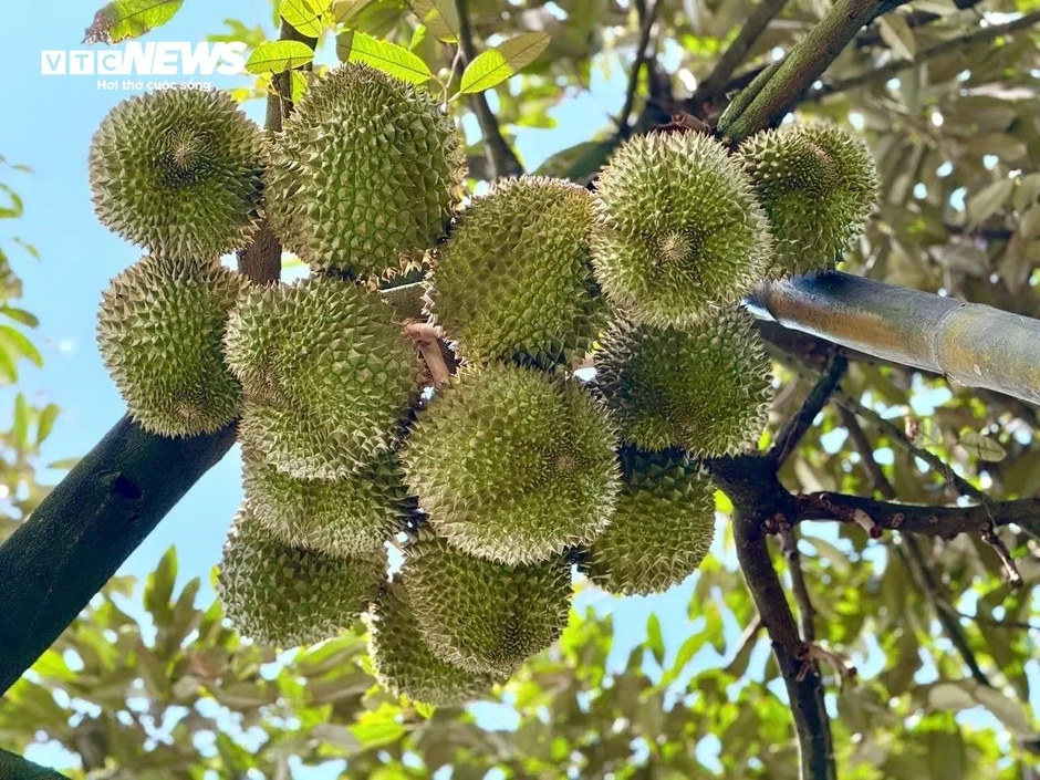 Sầu riêng Thái rớt giá, nhà vườn đứng ngồi không yên Sầu riêng Thái rớt giá, nhà vườn đứng ngồi không yên