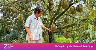 Sầu riêng Thái rớt giá, nhà vườn đứng ngồi không yên