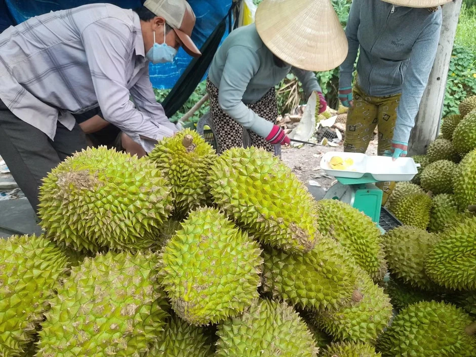 Sốt ruột vì giá sầu riêng Sốt ruột vì giá sầu riêng