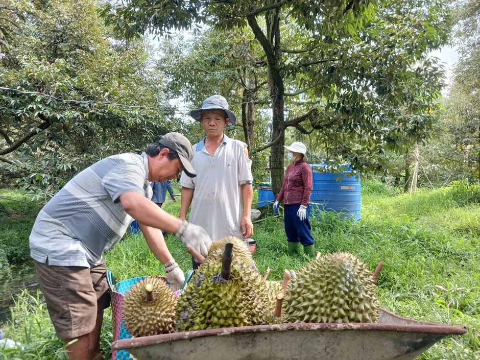Sốt ruột vì giá sầu riêng Sốt ruột vì giá sầu riêng