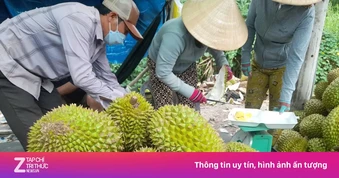 Sốt ruột vì giá sầu riêng
