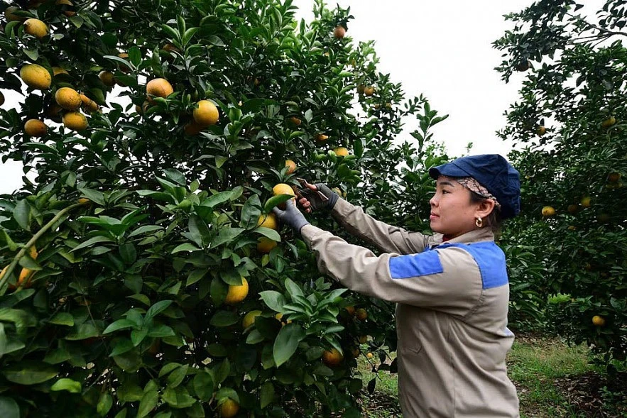 Sửa chính sách bảo hiểm nông nghiệp nhằm mở rộng độ phủ Sửa chính sách bảo hiểm nông nghiệp nhằm mở rộng độ phủ